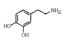 The Role of Dopamine: Understanding the Feel-Good Hormone