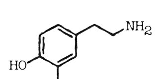 The Role of Dopamine: Understanding the Feel-Good Hormone