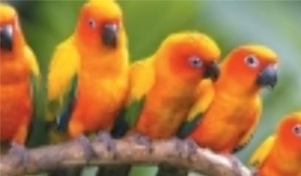 करौली बर्ड फेयर में उमड़े नौनिहाल, करीब से देखी पक्षियों की रंगीन दुनिया