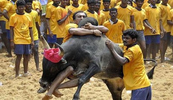 Supreme Court imposes interim ban on Jallikattu