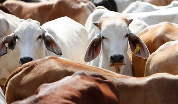 हिमाचल में गौहत्या का मामला, तीन आरोपी हिरासत में हिमाचल में गौहत्या का मामला, तीन आरोपी हिरासत में