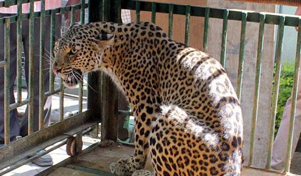 इंदौर : आरआर कैट परिसर में पिंजरे के अंदर कैद हुआ तेंदुआ