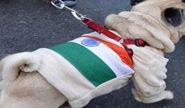 पेट रन में श्वान पर तिरंगा लपेटना पड़ा भारी, राष्ट्रध्वज के अपमान का मामला दर्ज पेट रन में श्वान पर तिरंगा लपेटना पड़ा भारी, राष्ट्रध्वज के अपमान का मामला दर्ज