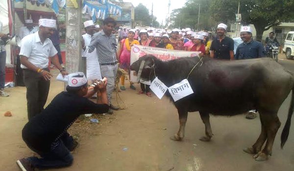 संविदा स्वास्थ्य कर्मियों ने बजाई भैंस के आगे बीन