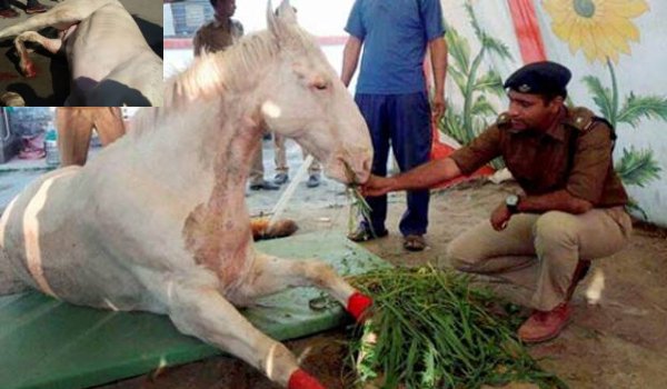 घोड़े के गिरने के लिए जिम्मेदार बीजेपी कार्यकर्ता हल्द्वानी से अरेस्ट