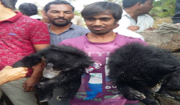 कुएं में गिरने से भालू के दो बच्चों की मौत