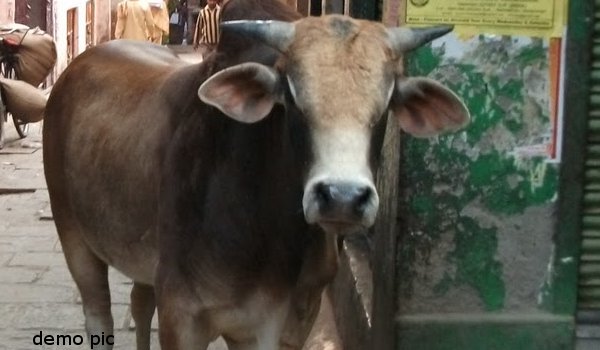 सांड बादशाह हुए गुम, तलाशने वाले को 50 हजार रुपए ईनाम सांड बादशाह हुए गुम, तलाशने वाले को 50 हजार रुपए ईनाम