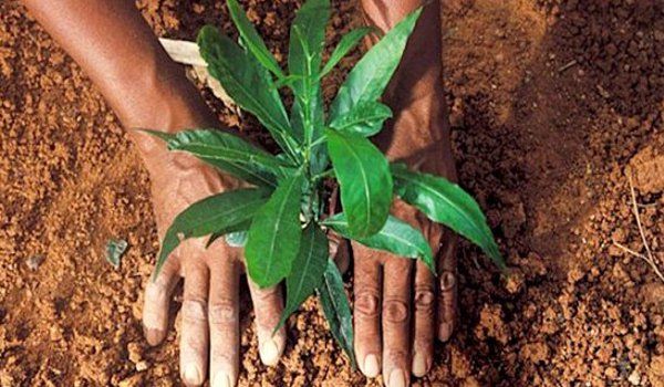 उत्तरप्रदेश : 24 घंटे में होगा 5 करोड पौधों का रोपण