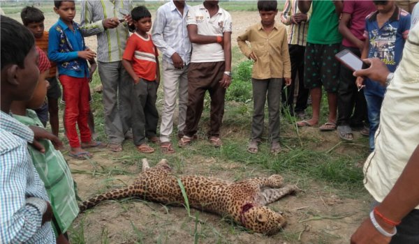 तेंदुए का दो युवकों पर हमला, गुस्साए ग्रामीणों ने तेंदुए को मार डाला