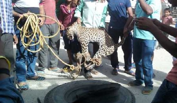 Panther killed by villagers in Rajsamand devgarh