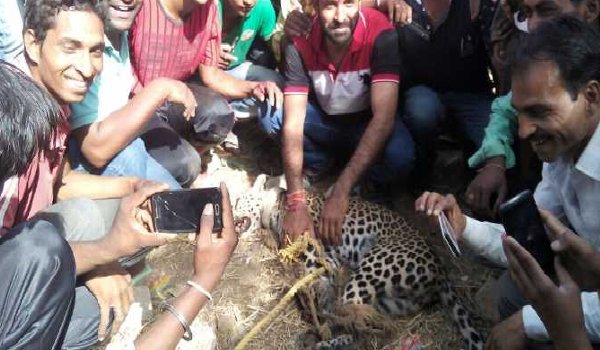 इंसान बन गया जानवर, पैंथर का गला घोंटा, मुंह में पत्थर ठूंसे इंसान बन गया जानवर, पैंथर का गला घोंटा, मुंह में पत्थर ठूंसे