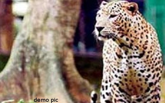 तेन्दुआ ने किसान को किया घायल तेन्दुआ ने किसान को किया घायल