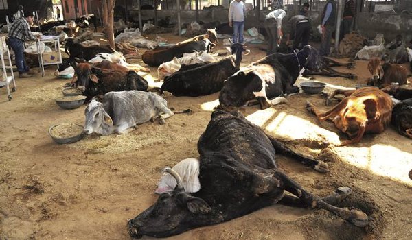 गौ रक्षा, मंदिर तोड़ने के मामले विधानसभा में उठाएगी कांग्रेस