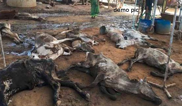 हिंगोनिया गौशाला में 60 और गायों की मौत, बोरों में भरी थीं गायों की लाशें