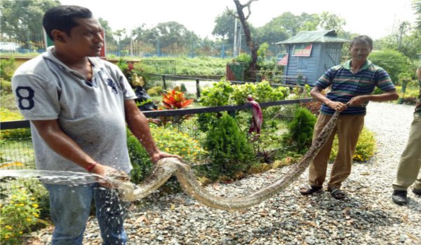 जलपाईगुडी : गांव में मिला 12 फुट लम्बा अजगर, वनकर्मियों ने पकड़ा