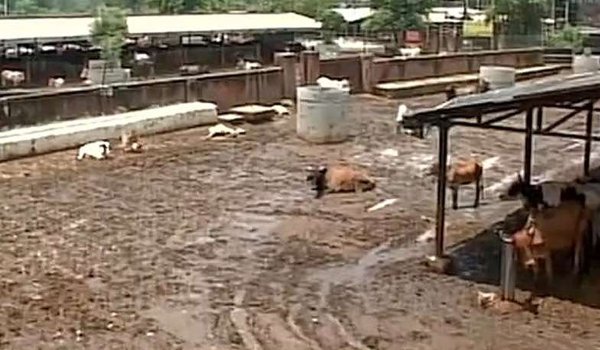 गायों की मौत के ​लिए निगम जिम्मेदार, महापौर दें इस्तीफा : विहिप