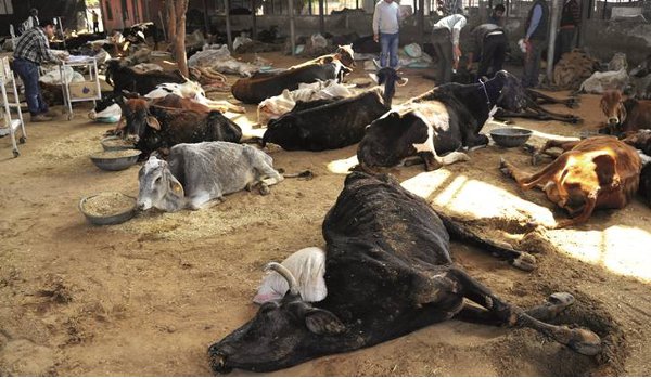 हिंगौनिया गौशाला में गायों की मौत पर राजनीति, कांग्रेस की रैली