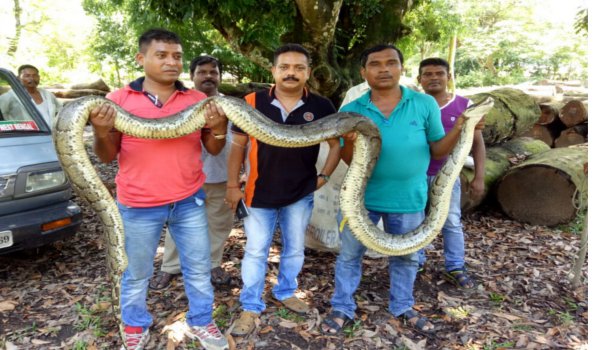 22 feet long python caught in Jalpaiguri 