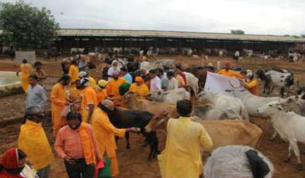हिंगोनिया गौशाला में गायों की मौत, वसुंधरा राजे सरकार से RSS खफा हिंगोनिया गौशाला में गायों की मौत, वसुंधरा राजे सरकार से RSS खफा