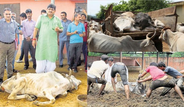 hingonia cow deaths : 2 JMC officials suspended