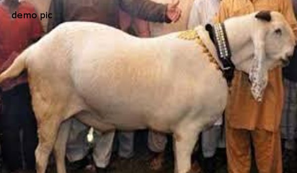 ..मोहम्मद रजा ने 15 लाख में खरीदा पाकिस्तानी बकरा