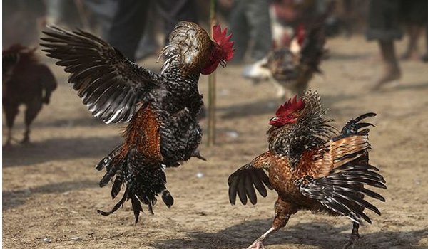 छत्तीसगढ़ : जुए का पर्याय बन गई है बस्तर में मुर्गों की लड़ाई छत्तीसगढ़ : जुए का पर्याय बन गई है बस्तर में मुर्गों की लड़ाई