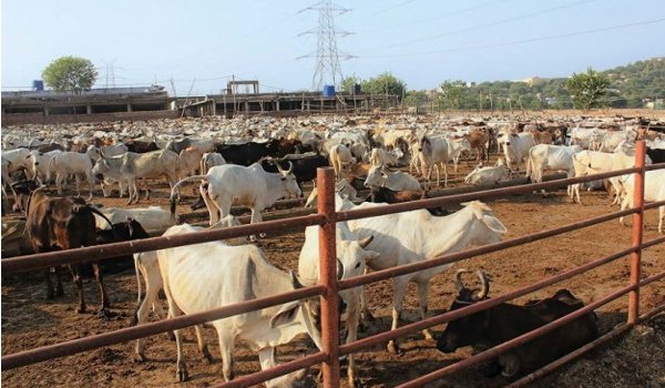 हिंगोनिया गौशाला की गायों को चारा अब हरे कृष्णा मूवमेंट संस्था खिलाएगी हिंगोनिया गौशाला की गायों को चारा अब हरे कृष्णा मूवमेंट संस्था खिलाएगी