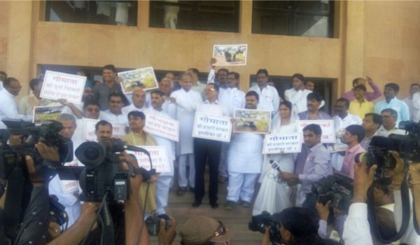 राजस्थान विधानसभा में गायों की मौत पर जबर्दस्त हंगामा