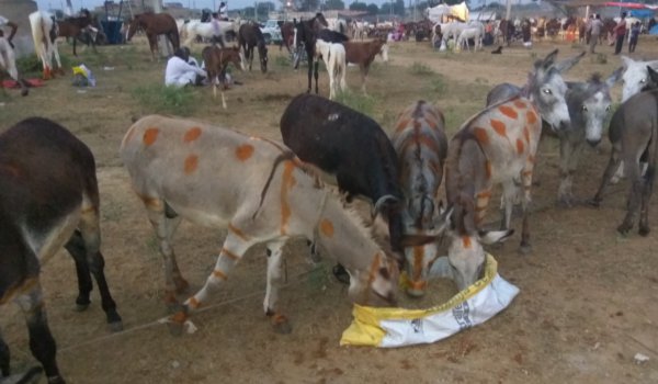 जयपुर के समीप भावगढ़ बंध्या में एशिया का प्रसिद्ध गर्दभ मेला शुरू