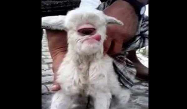 केरल में जन्मा एक आंख वाला बकरा, देखने को जुटी भीड