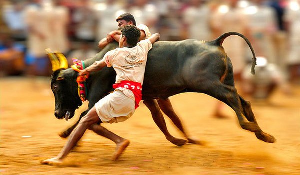जलीकट्टू मामले पर 16 नवम्बर को अगली सुनवाई जलीकट्टू मामले पर 16 नवम्बर को अगली सुनवाई