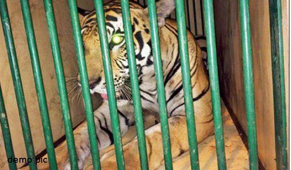 पिंजरा तोड़ बाहर निकली बाघिन, पर्यटकों में मची अफरा- तफरी पिंजरा तोड़ बाहर निकली बाघिन, पर्यटकों में मची अफरा- तफरी