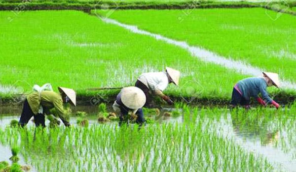 चावल की खेती और गाय से हो रही मीथेन गैस में वृद्धि
