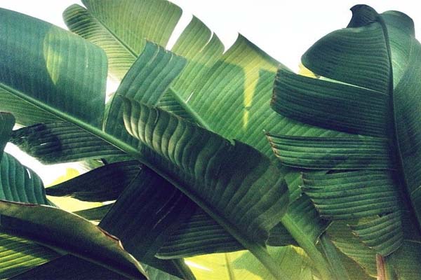 banana leaves will benefit your health