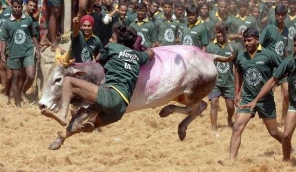 जल्लीकट्टू उत्सव में सांड़ ने भीड़ को रौंदा, दो मरे, 129 घायल जल्लीकट्टू उत्सव में सांड़ ने भीड़ को रौंदा, दो मरे, 129 घायल