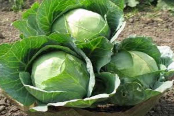 Amazing benefits of cabbage!