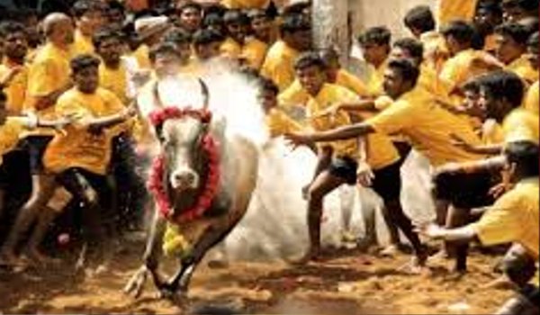 जलीकट्टू पर तमिलनाडु के कानून पर स्टे नहीं, प्रदर्शनों पर कोर्ट ने की खिंचाई