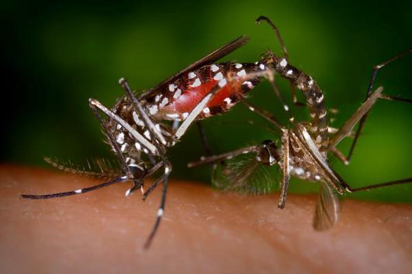 Mosquito bite dangerous disease