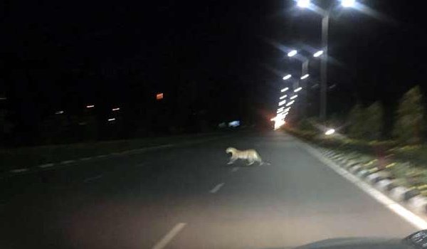 panther spotted on JLN marg of jaipur
