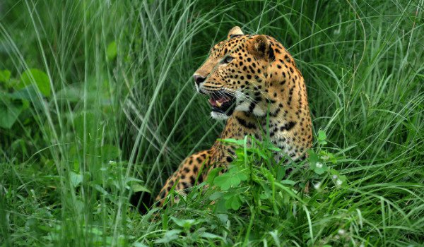Leopard kills 8 year old child in damoh