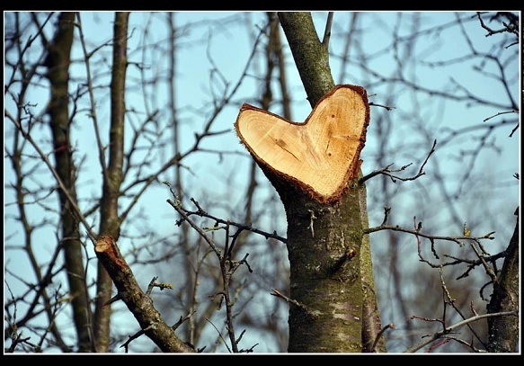 A 'miraculous' tree, which can fulfill your beloved's love