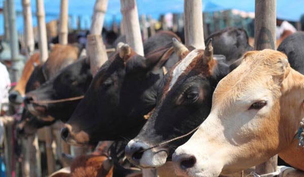 अब गायों का भी बनेगा ‘आधार’, यूआईएन नंबर से होगी पहचान