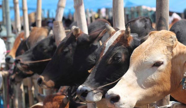 अब गायों का भी बनेगा ‘आधार’, यूआईएन नंबर से होगी पहचान अब गायों का भी बनेगा ‘आधार’, यूआईएन नंबर से होगी पहचान