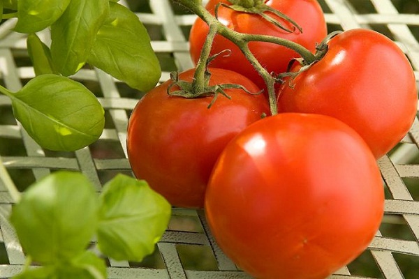 reserves-of-fuels-in-tomatoes