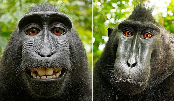 Indonesia's 'selfie monkey' threatened by hunger for its meat