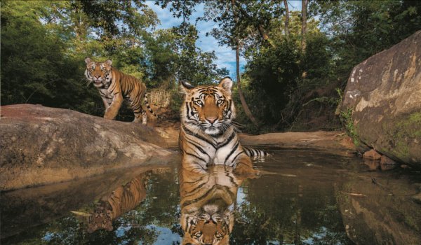 मध्यप्रदेश के बांधवगढ़ टाइगर रिजर्व में बीते 14 माह में 40 बाघों की मौत
