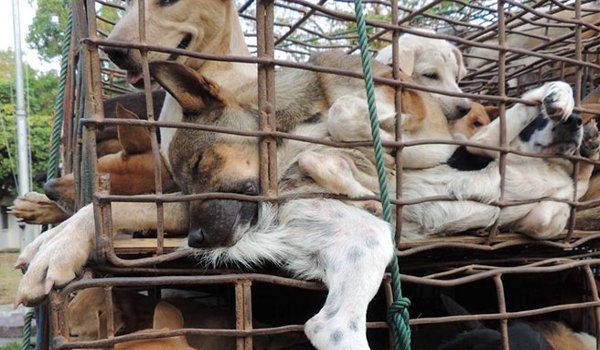 ताइवान में कुत्ते और बिल्ली का मांस खाने पर प्रतिबंध