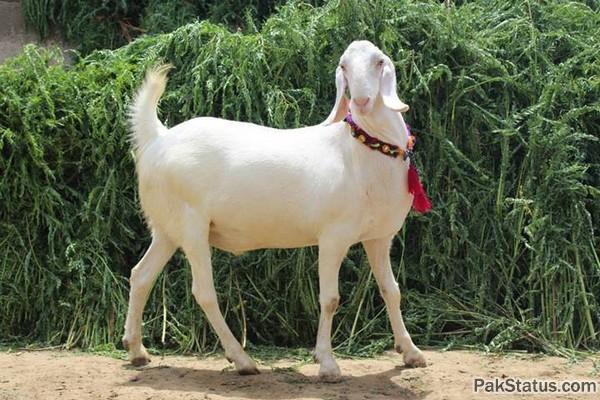 Such a unique goat that gives milk