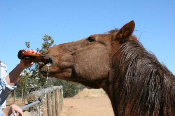 UNIQUE HORSE