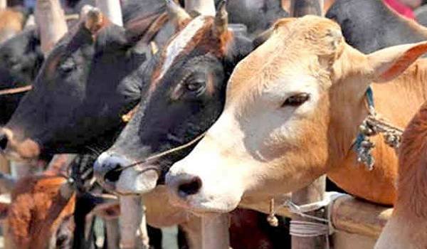 BJP सत्ता में आई तो मेघालय में गो मांस सस्ता होगा : बर्नार्ड मरक BJP सत्ता में आई तो मेघालय में गो मांस सस्ता होगा : बर्नार्ड मरक